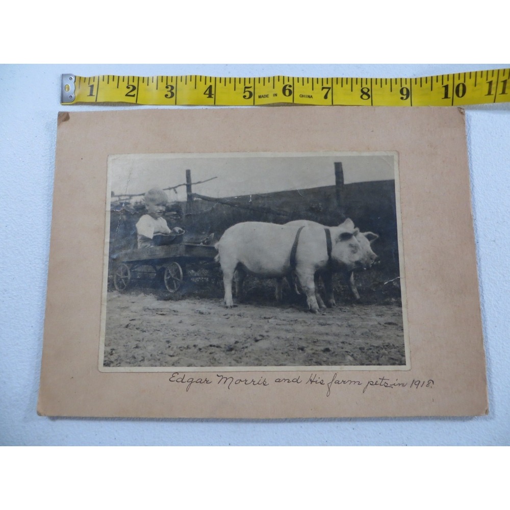 Vintage 1918‎ Child In Wagon Pulled By Pigs B&W Snapshot Photo On Cardboard